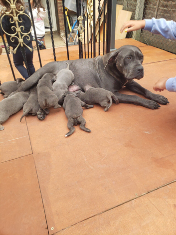 Cane corso blue blood line