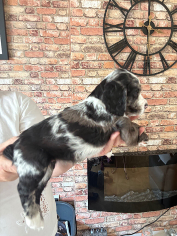Cocker spaniels for sale