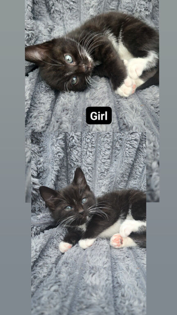 kittens ready to goLittle ones ready to find a loving family.  They are ready to eat food appropriate for their age.  They are trained to use the litt