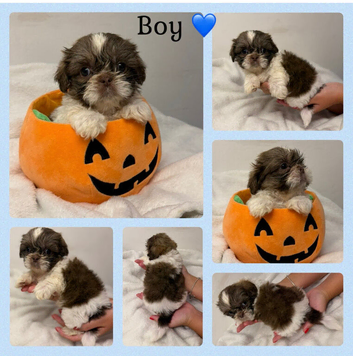 9 beautiful Shih Tuz Puppies