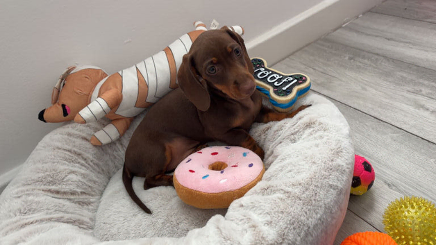 female miniature dachshund