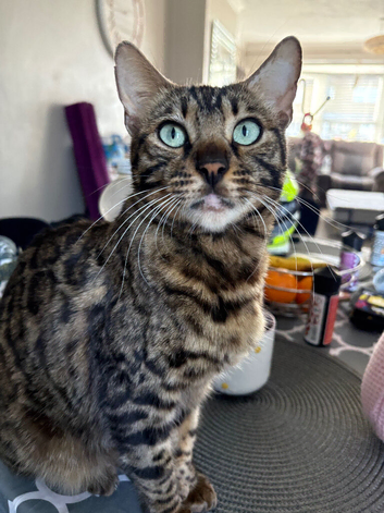 Bengal x