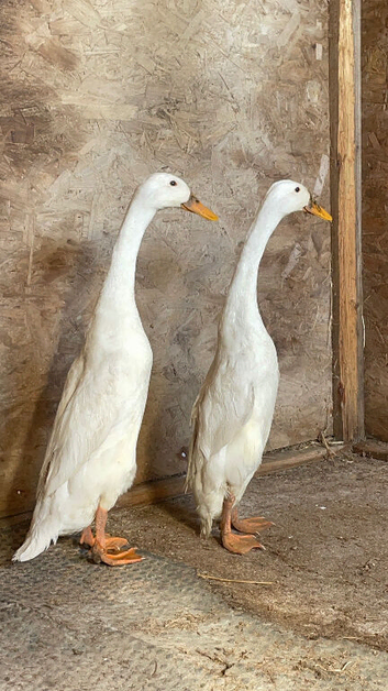 Indian Runner Duck hatching eggs - 6 or 12 eggs