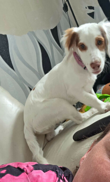 7 month old female cocker spaniel