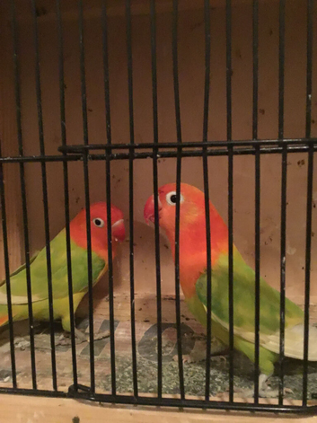 Opaline Fischer lovebirds.