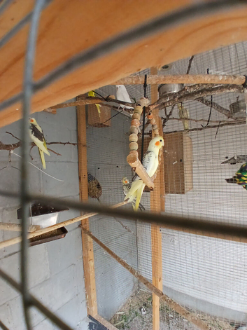 Young semi tame cockatiels