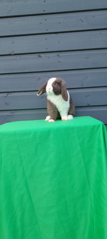 Superfriendly mini lop rabbit ready now