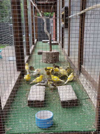 Canaries For Sale 6 for &pound;60 Please Read Description.