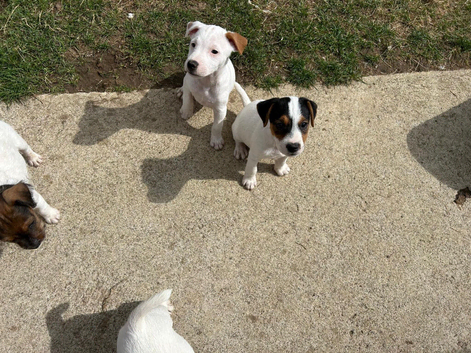 Jack Russell Puppies for Sale