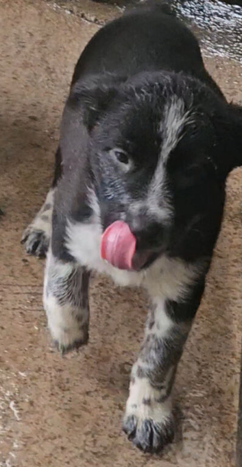 AUSTRALIAN CATTLE DOG X COLLIE PUPPIES