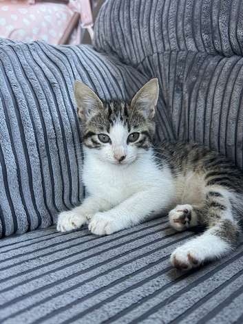 Tabby kitten