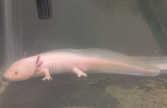 Axolotl pink male
