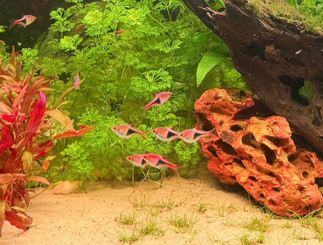 8x harlequin Rasboras