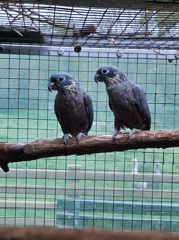 Dusky Pionus and Green Thighed Caiques