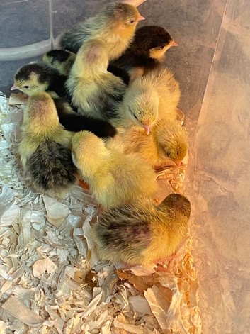 Chinese painted Button quail chicks Group of 11