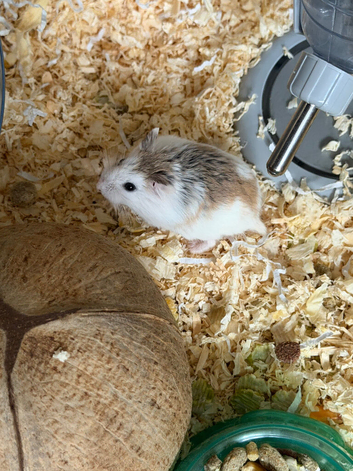 Make hamster