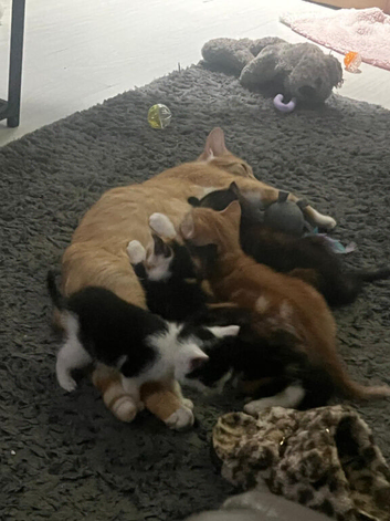4 kittens  forsale