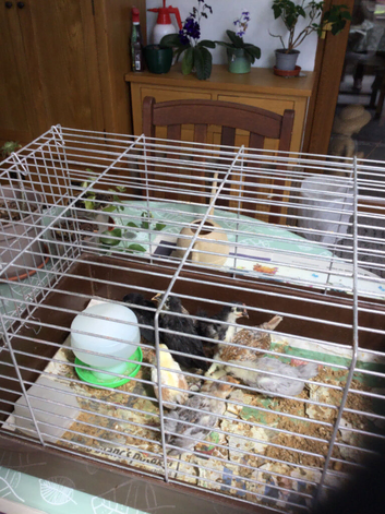 Serama Chicks and one year old adults