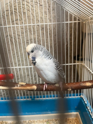 Budgie and cage