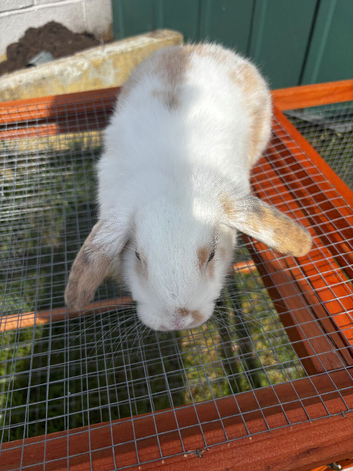 male mini lop