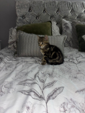 Bengal x tabby urgent