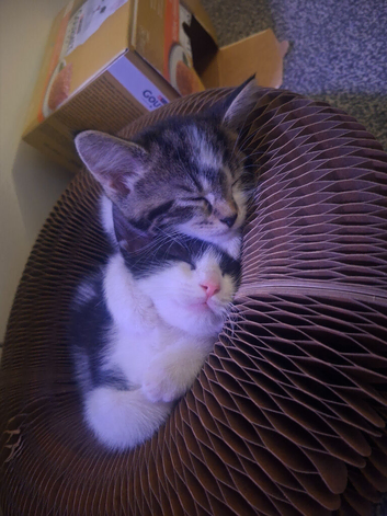8 week old kittens looking for a loving home