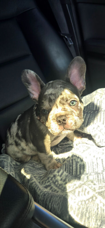 French bulldog puppy