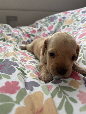 Miniature dachshund pups