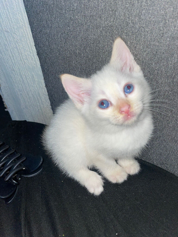 Ragdoll cross