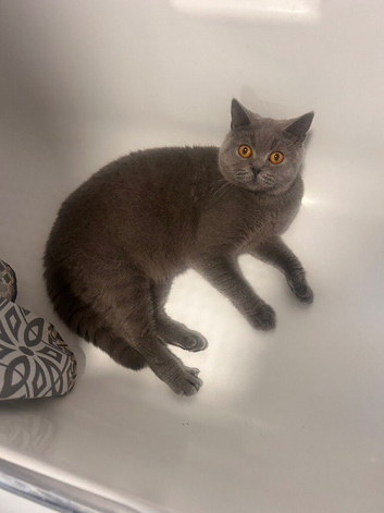 Male British Shorthair