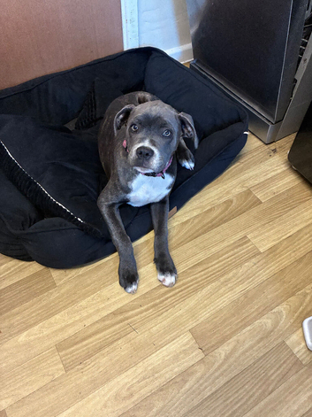 Staffy x bulldog