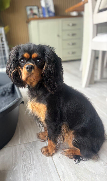 KC Reg 3yr old CKCS female
