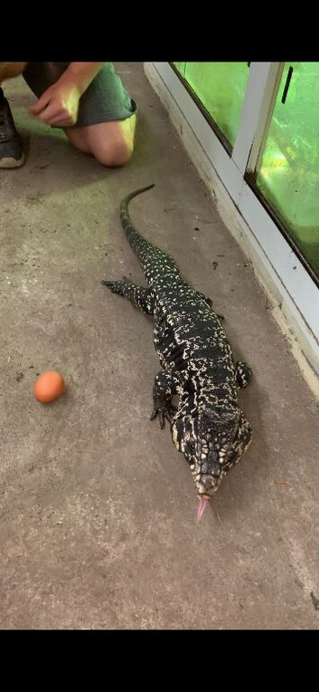 BLACK & WHITE TEGU 4 YEARS OLD