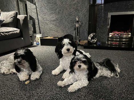 Havanese Maltese mix puppie