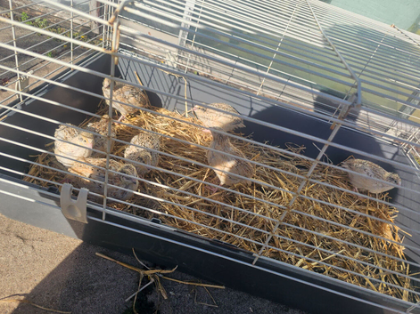 Jumbos QUAIL Chicks Available 3 weeks old