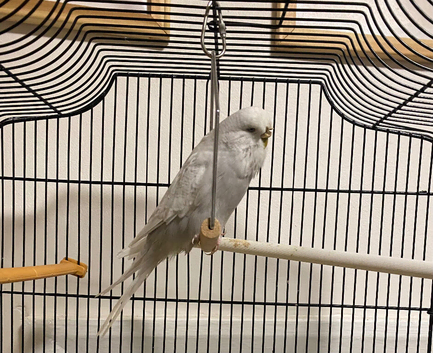 Budgie