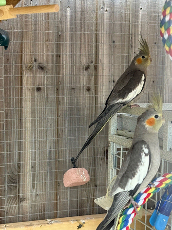 Cockatiels