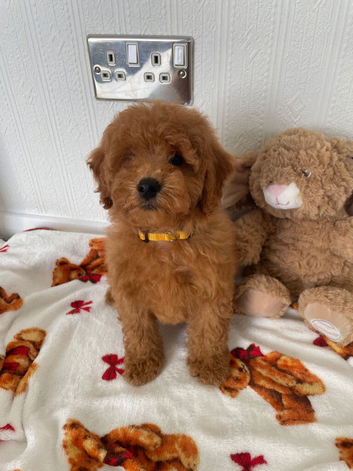 Cavapoochon puppies