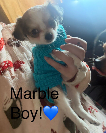 Chihuahua Pups!