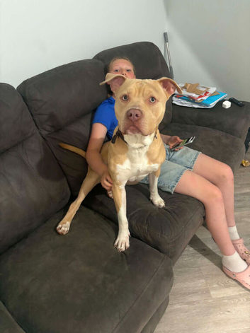 14 month old staffy pup