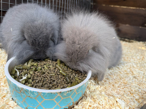 Lop bunnies for sale
