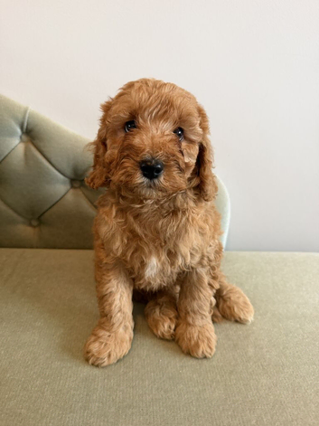 STUD..........READY IN FEBUARY, F1B Ruby red cavapoo