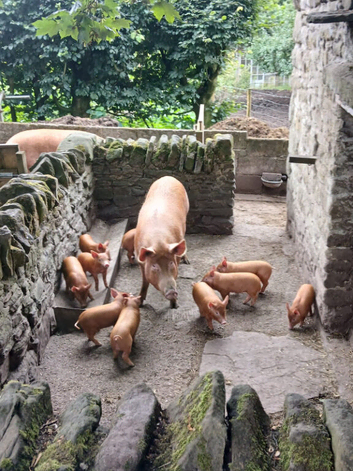 Tamworth Sow & 10 piglets