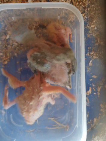 Baby lovebirds for sale