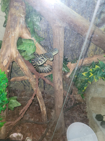 Coastal carpet python