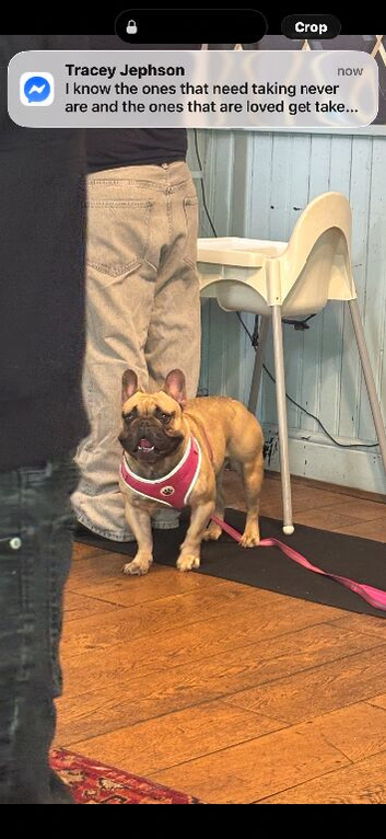 French bulldog
