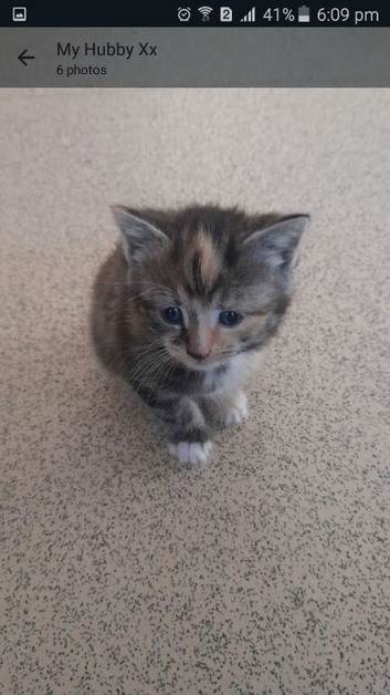 Kittens