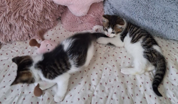 British Shorthair cross kittens