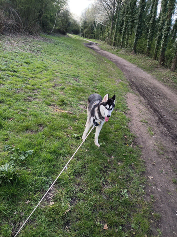 Dog for sale