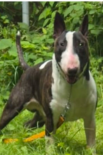 Rocky the stud crufts qualifier